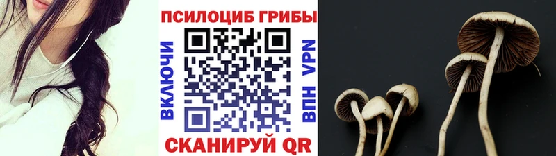 Купить Сурск Галлюциногенные грибы Psilocybe